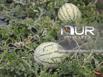 Daily Life In Markham, Canada