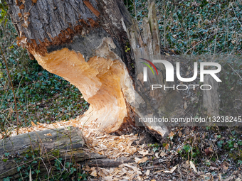 Beaver Damage And Wire Mesh Tree Protection