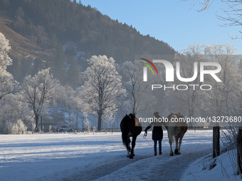 Woman Leading Horses Through Snow In Schliersee In Bavaria