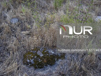 Pine Forest In The Andean Region, Chubut, Argentina.