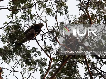 Vultures Roost On Trees At Dhaka University Campus