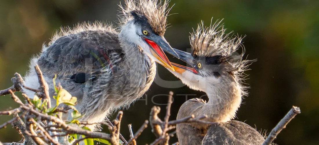 Editorial photography: Baby great blue heron chicks stand in their nest at Wakodahatchee Wetlands in Delray Beach, Florida, on February 9, 2026. Great blue heron c...
