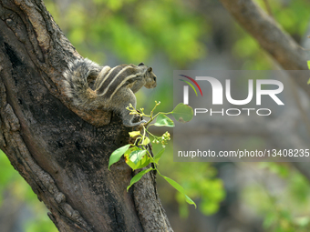 India Animal Squirrel
