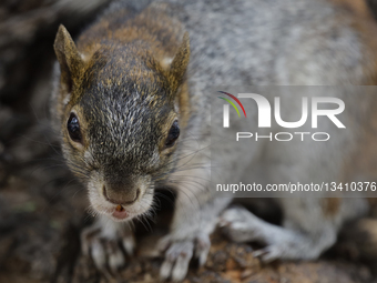 Squirrel Population Increase In Some Areas Of Mexico City