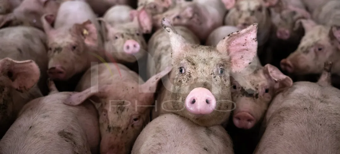 Editorial photography: Bisons are seen on a farm in Mecklenburg-Lower Pomerania, Germany, on February 16, 2026. 