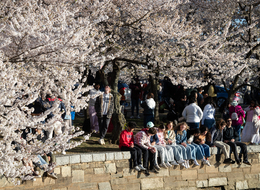 People view cherry blossoms in Washington, DC