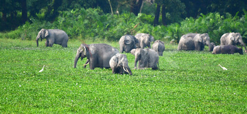 Gallery cover photo: India Wildlife
