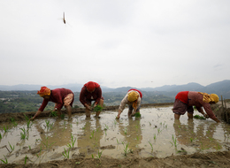 Paddy Transplantation Season Starts In Nepal With Uncertain Monsoon Ahead