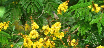 Gallery cover photo: India Animal Bird 