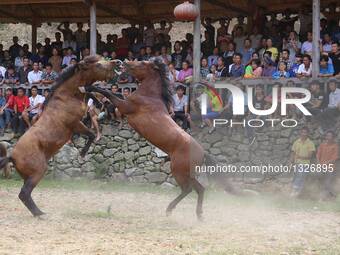 A Horse Fighting During Xinhe Festival In China