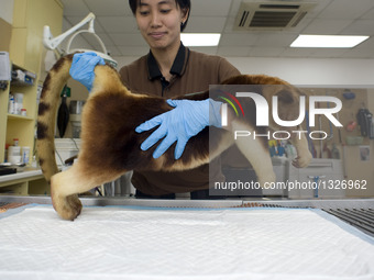 Tree kangaroo Receives A Health Examination At The Singapore Zoo