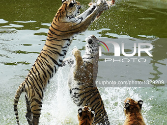 Siberian Tiger Park In Hailin City, China
