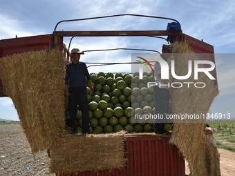 Watermelon Planting In Northwest China
