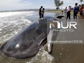 A Whale Carcass On Alue Naga Beach In Indonesia