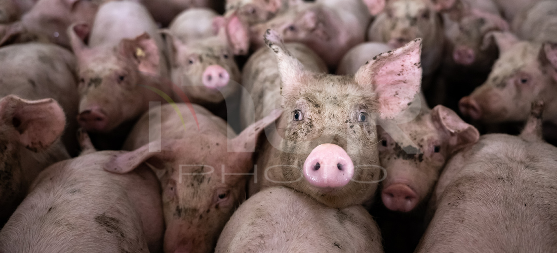 Editorial photography: Bisons are seen on a farm in Mecklenburg-Lower Pomerania, Germany, on February 16, 2026. 