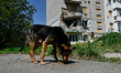 ZAPORIZHZHIA REGION, UKRAINE - MAY 18, 2023 - A stray dog eats dry food lutside a resident...