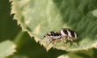 Zebra jumping spider (Salticus scenicus) in Toronto, Ontario, Canada, on June 10, 2023. 