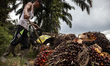 Workers harvest oil palm in an oil palm plantation in the Jambi region, Sumatra, on June 2...