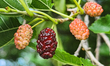 Mulberries growing on a tree in Toronto, Ontario, Canada, on July 04, 2023. 