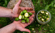 A man cuts young walnut fruits to make a walnut spirit alcohol drink in Krakow, Poland on...