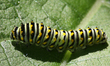 Black Swallowtail Butterfly caterpillar (Papilio polyxenes) on a leaf in Toronto, Ontario,...