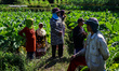 Workers stand as they harvest tobacco in their field to make local cigarettes in Kalisat V...