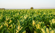 The photos show green fields planted with local tobacco in the countryside of Aleppo, nort...