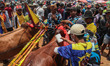 Participants perpare to compete during a traditional cattle race called ''Kerapan Sapi'' i...
