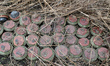 KHARKIV REGION, UKRAINE - OCTOBER 24, 2023 - The fuses of anti-tank mines are arranged on...