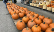 Woman selecting a pumpkin for Halloween at a farmers market during the Autumn season in Ma...