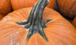 Pumpkins displayed at a farm before Halloween during the Autumn season in Markham, Ontario...