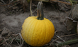 Yellow pumpkin in a pumpkin patch at a farm during the Autumn season in Markham, Ontario,...
