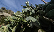 prickly pears trying to reach the sky on Milos, on February 22, 2016. 