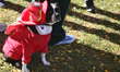 Dogs dressed in costumes take part a Halloween costume parade in Aurora, Ontario, Canada,...