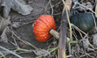 Turban squash and pumpkins growing at a farm in King City, Ontario, Canada, on October 14,...