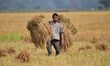 A farmer carries paddy on his shoulder after harvest in a field in Nagaon District of Assa...
