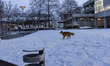 A dog is playing in the snow in the afternoon at Stuttgart University, in Stuttgart, Germa...