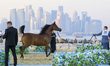 Sabha Al Khor, owned by Al Dawasir Stud of Qatar, is being paraded in Class JFC of the Jun...