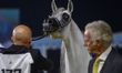 Sultan Alenaya, owned by Ayman Hassan Aljohani of Saudi Arabia, is being paraded in Class...