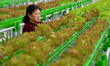 A farmer is guarding vegetables in a smart greenhouse at the Yantai Academy of Agricultura...