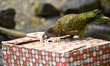 A Kea is opening a box of Christmas treats during the 13th annual Christmas cracker event...