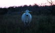 Cattle graze on a farm at sunset in Rockport, Texas on December 25, 2023. 