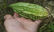 A man is picking bitter melons (karela) at a farm in Markham, Ontario, Canada, on August 1...