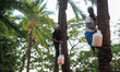 A man is carefully collecting date palm juice from a plastic container on the outskirts of...
