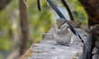 A squirrel is climbing and resting on a wall in Siliguri, India, on December 31, 2023. 