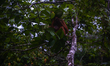 A Sumatran Orangutan is following its instincts, reminding itself of the wild character ne...