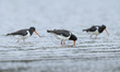 South Island pied oystercatchers are searching for food in a lagoon in Dunedin, New Zealan...