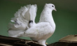 Pigeons are being kept in a cage for sale at a pet shop in Baramulla, Jammu and Kashmir, I...