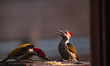 A couple of wild Black-rumped Flameback Woodpeckers (Dinopium benghalense), also known as...