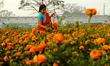 A farmer is working on marigold flowers in a field on the outskirts of Kolkata, India, on...